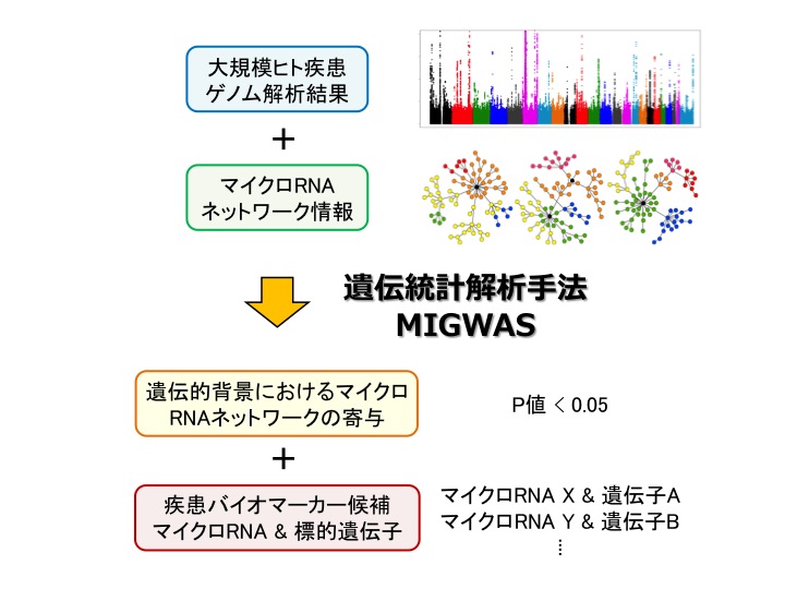 図：遺伝統計解析手法MIGWASによるマイクロRNAのインシリコ・スクリーニング